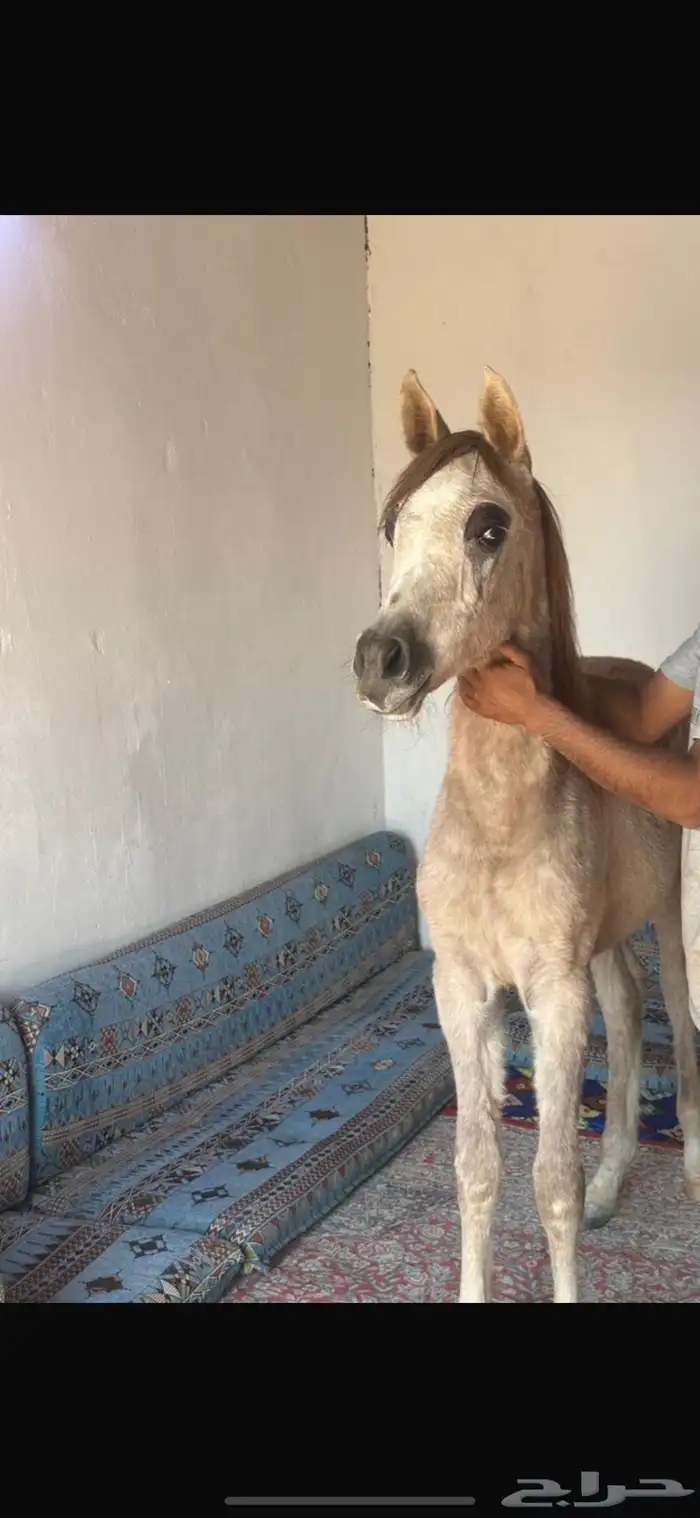 مهره شعبيه للبيع لباقي المقاطع والمعلومات التواصل واتساب 0