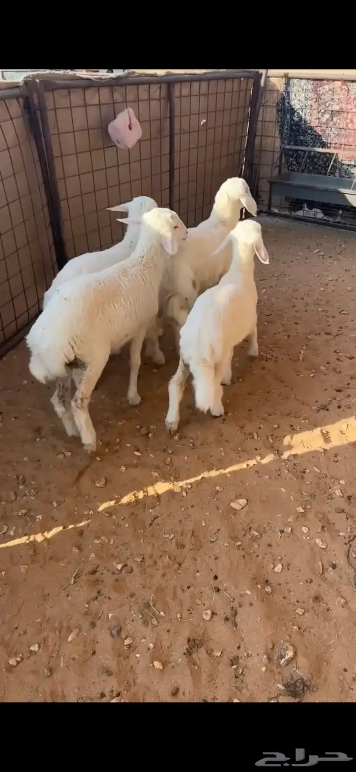 بهم هرافا حريات سمان عمارها شهرين الا شهرين ونص 0