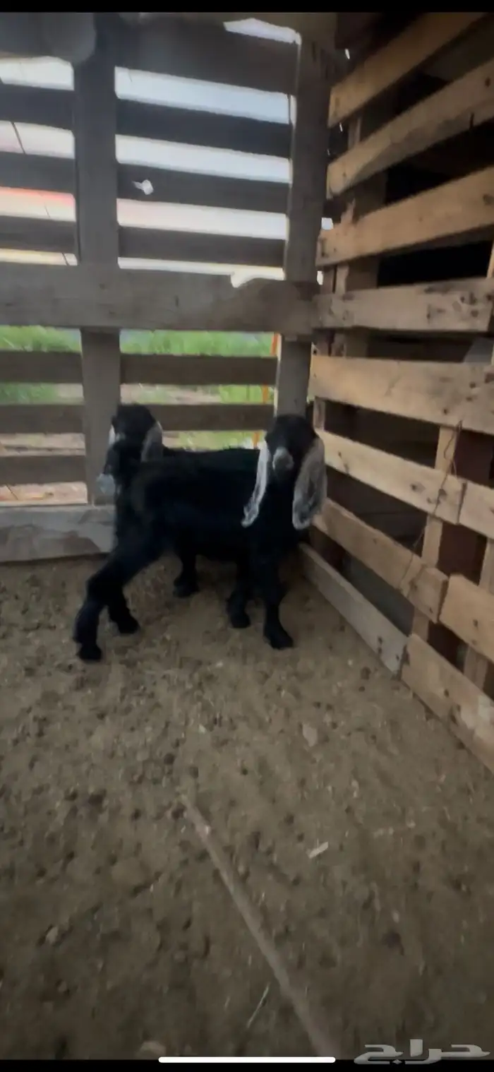 جفار جفره صغيره دواغير بدوايات 0