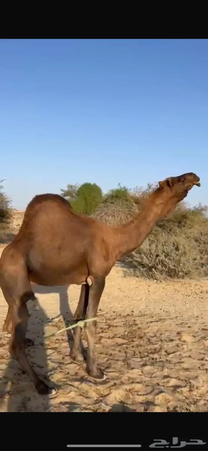 للبيع بعير حمر ادهم ساحلي 0