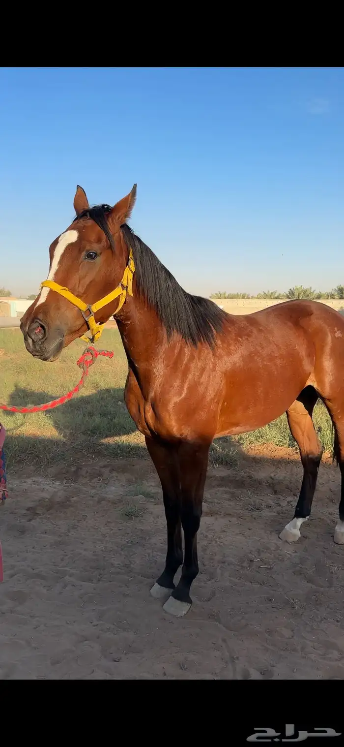 فرس انقليزيه مدرسه 2