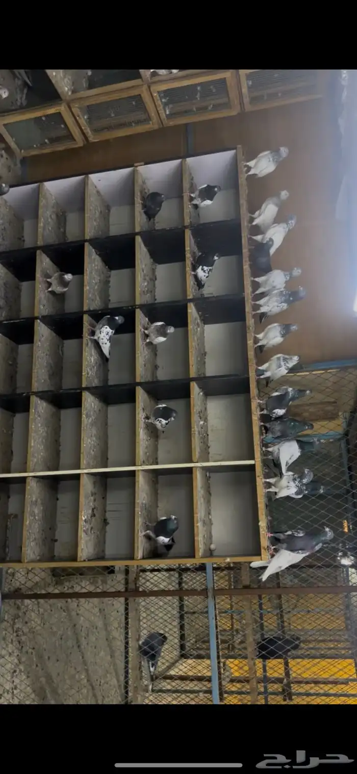 حمام باكستاني 15