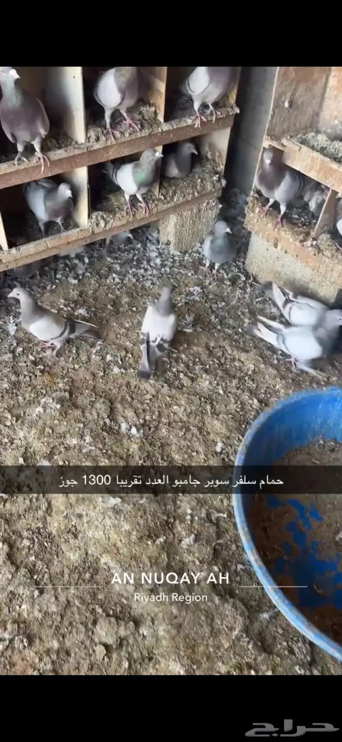 حمام سلفر سوبر جامبو 3