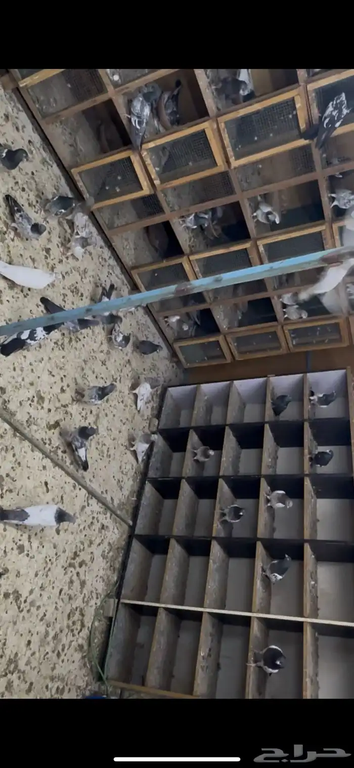 حمام باكستاني 13