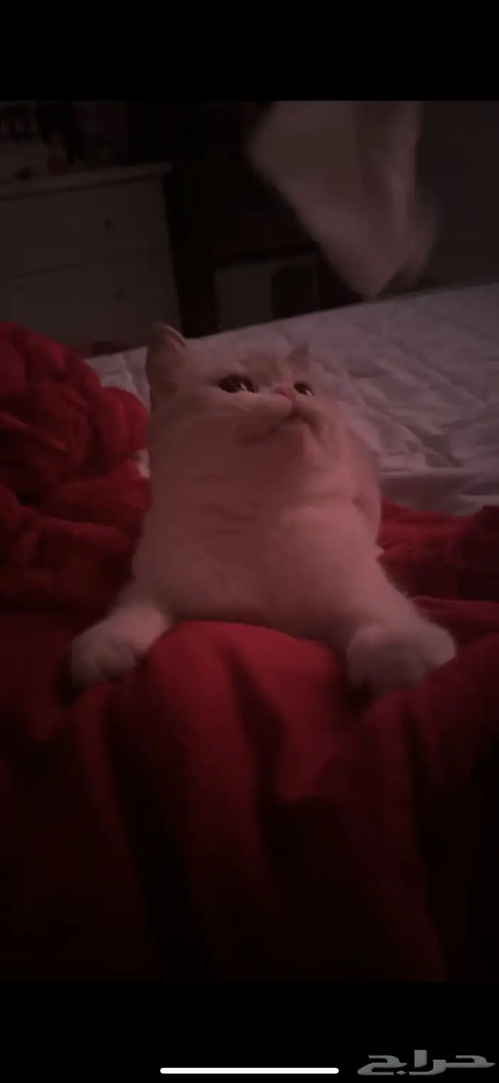 قط سكوتش ستريت مع دولابها الخاص 9