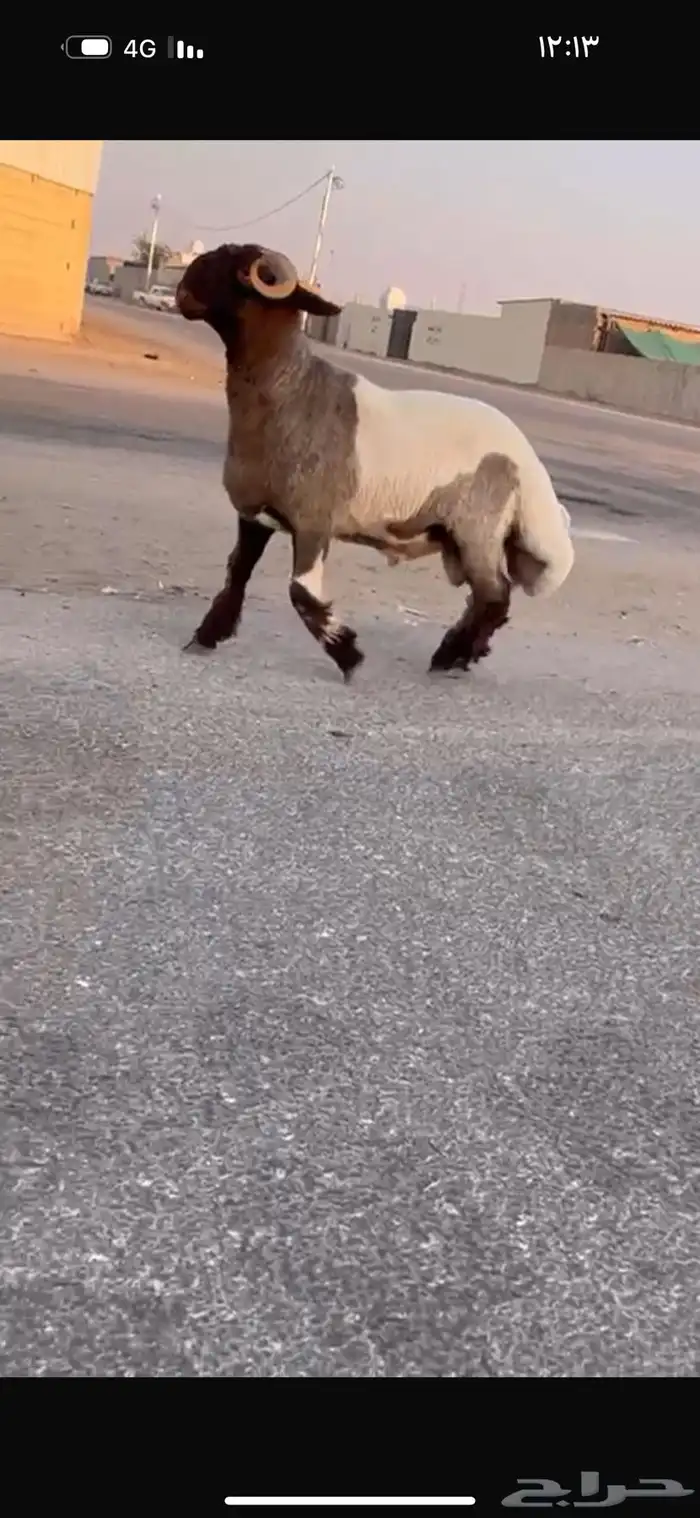 جدع طيب سناد طرف جبار سليم من كل عدروب 2