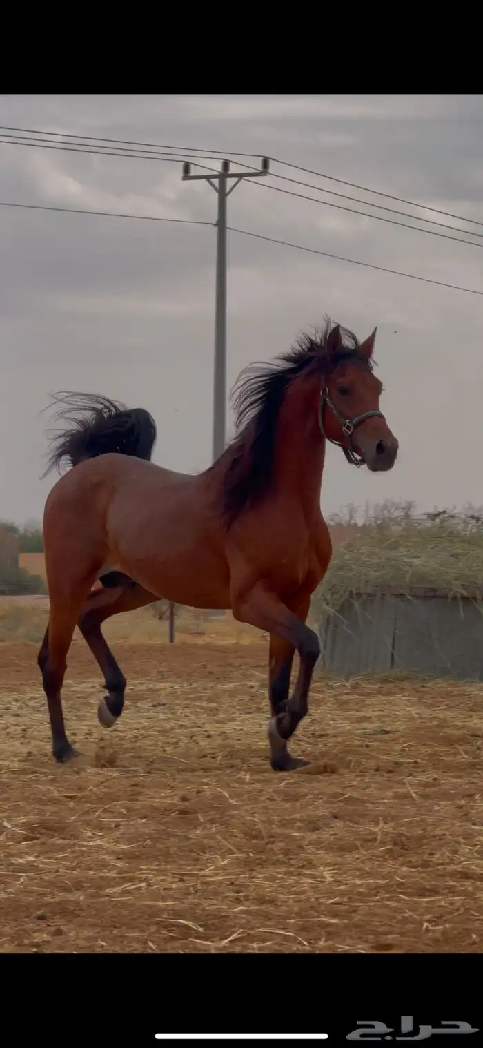 حصان عربي واهو 0