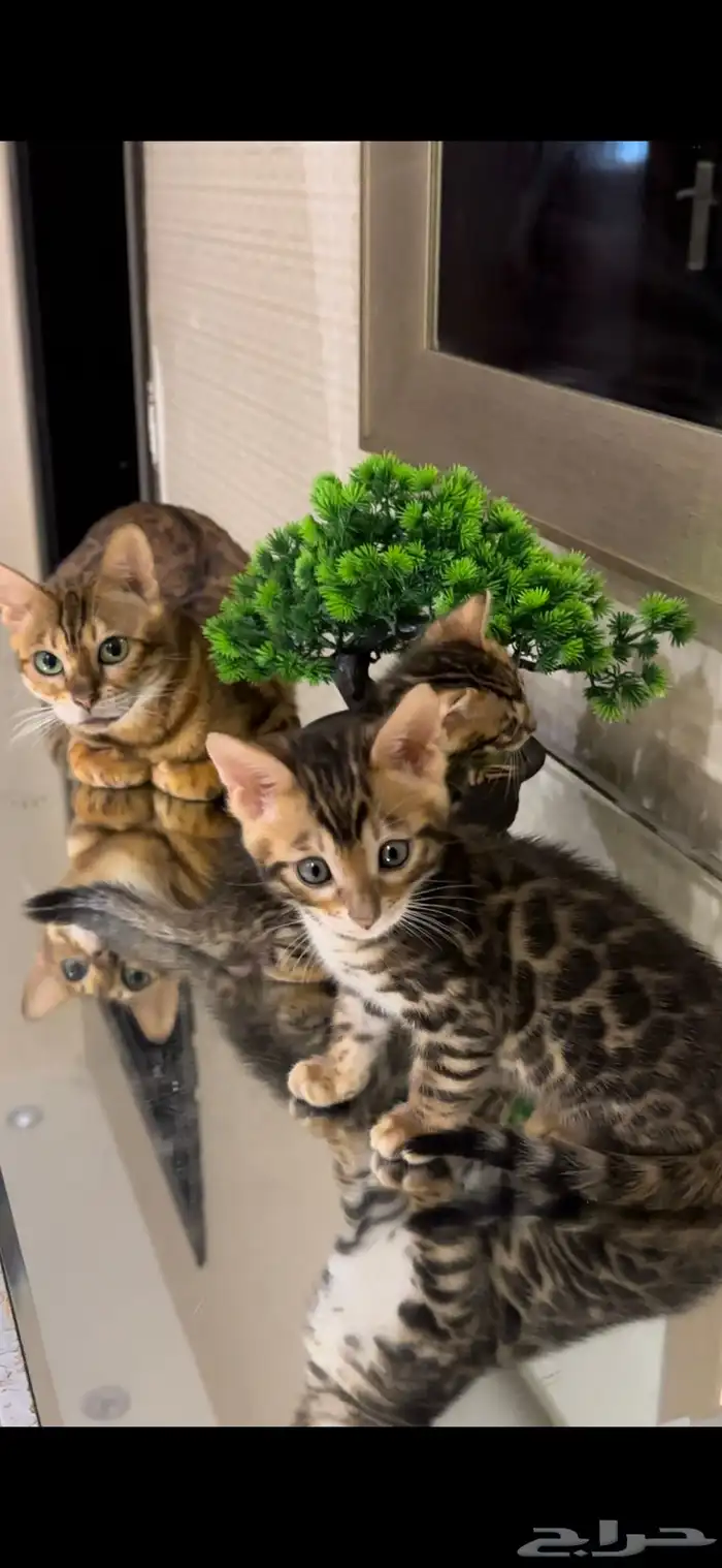 قطط بنغال مستويات جبارة للبيع ماشاء الله 0
