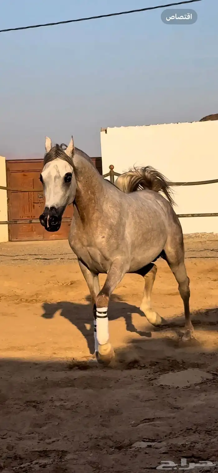 مهر واهو فاخر متعلم الاستاند 2