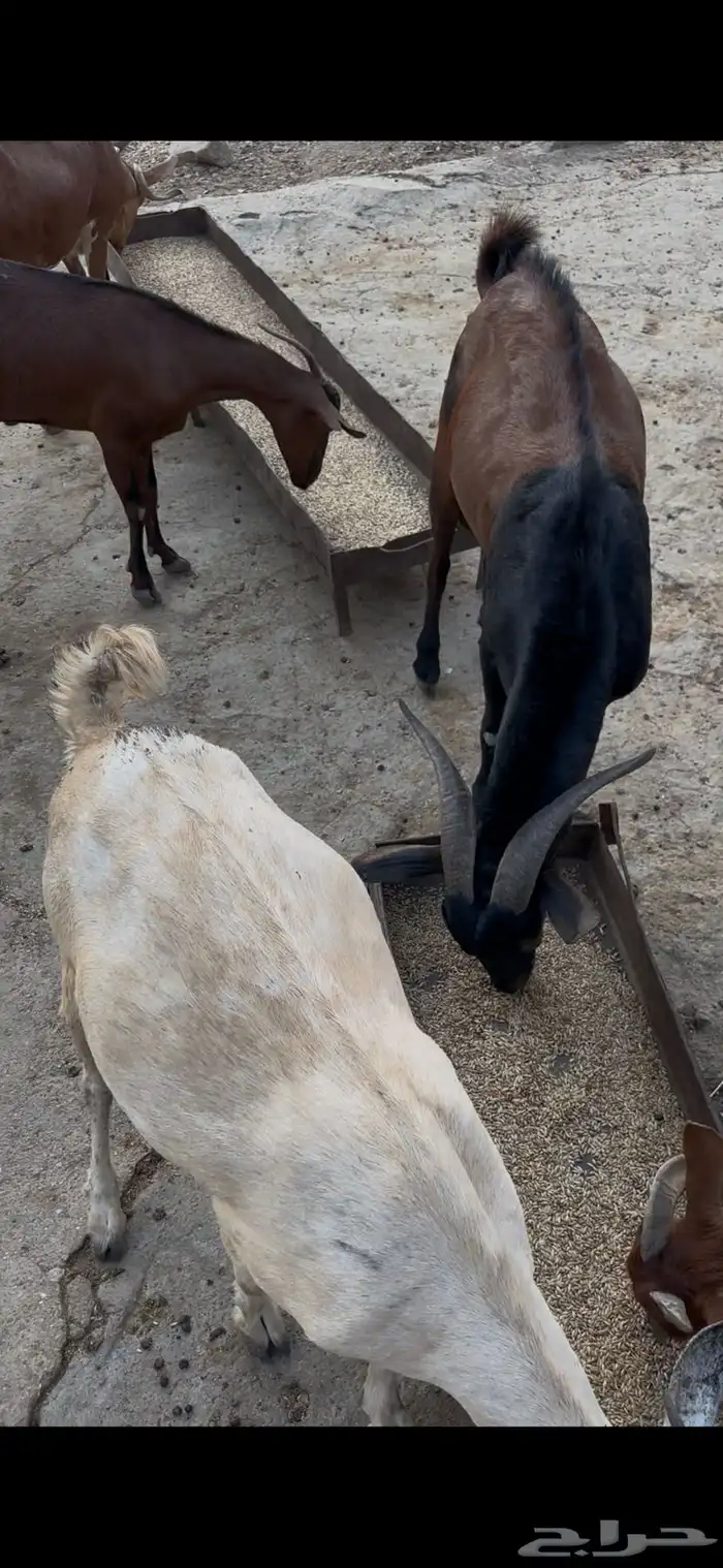 غنم للبيع 3