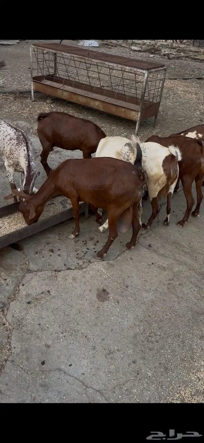 غنم للبيع 4