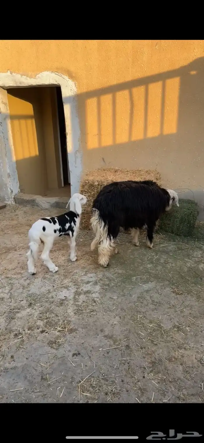 حريات حرش صنف و جذعه نجديه معها رخل 5