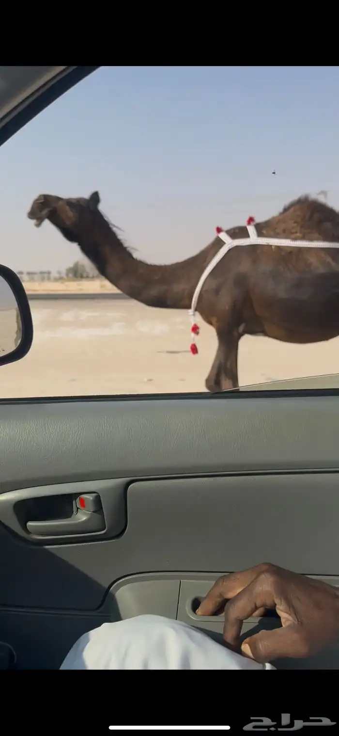 مجهم ضروبه فاخره 0