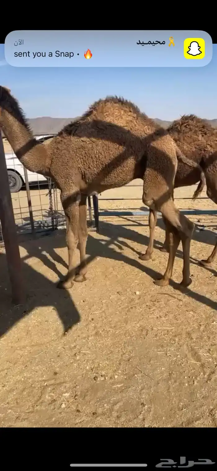 حشوا نظاف طيببه 0