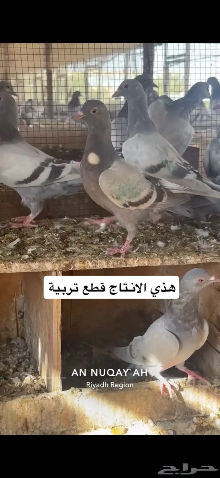 حمام سلفر سوبر جامبو 18