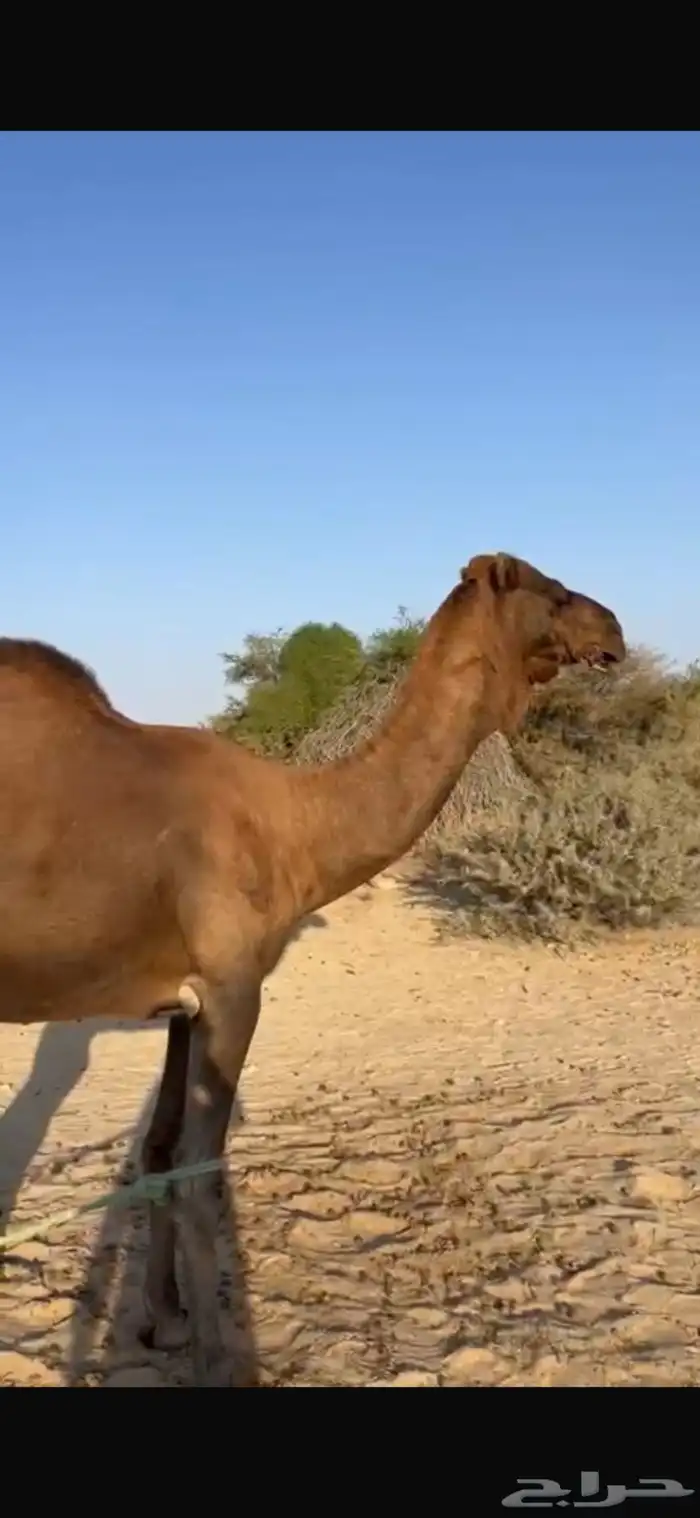 للبيع بعير حمر ادهم ساحلي 2