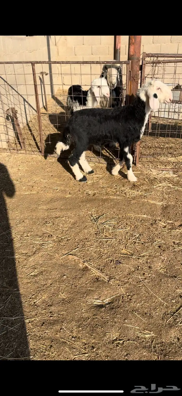 داغور نجدي 1