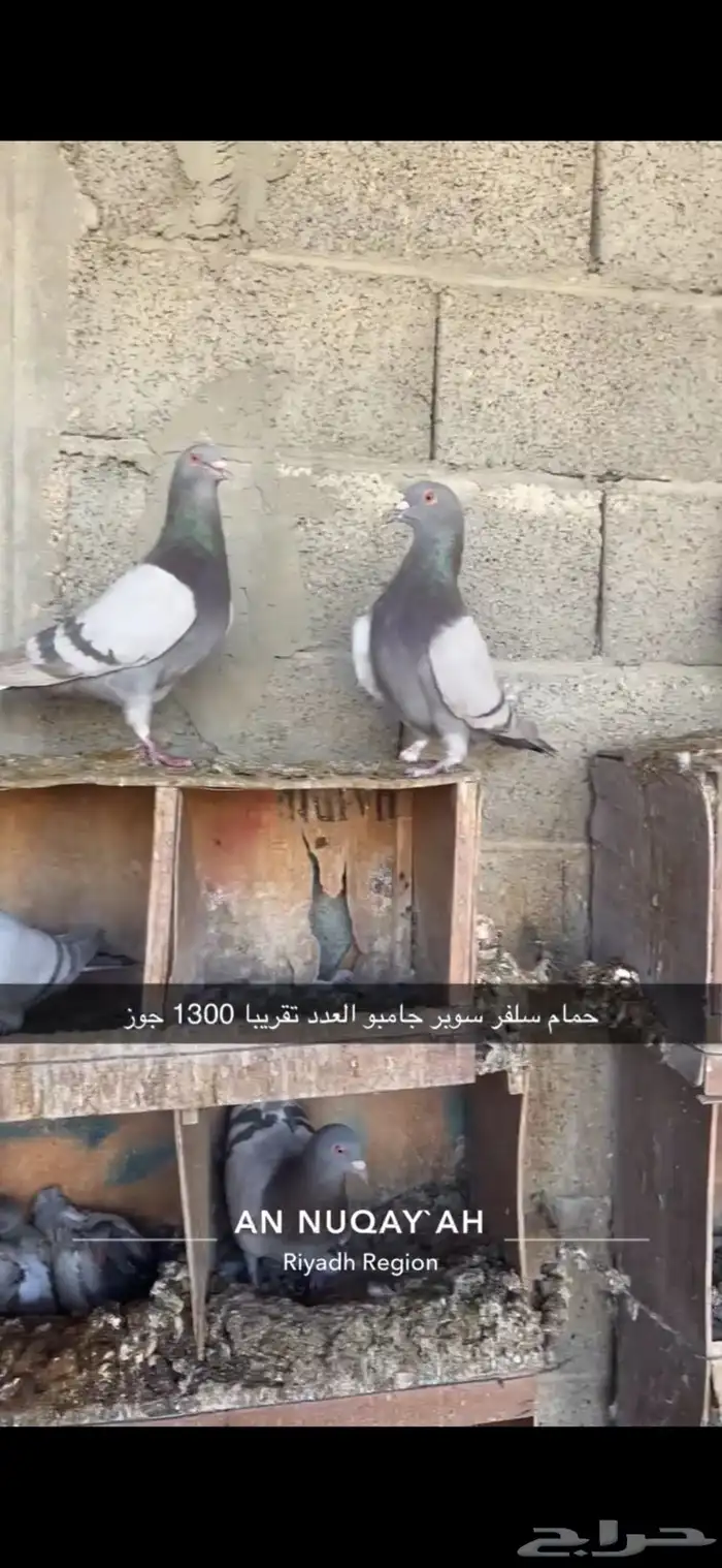 حمام سلفر سوبر جامبو 0