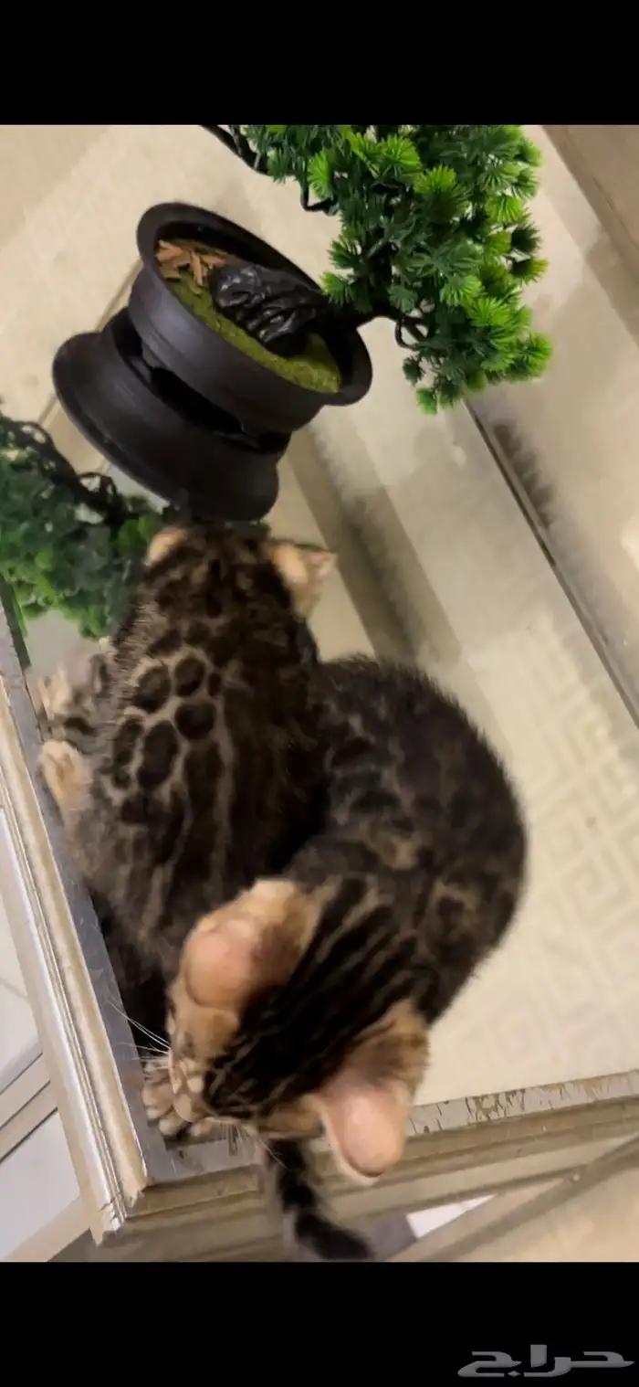 قطط بنغال مستويات جبارة للبيع ماشاء الله 22