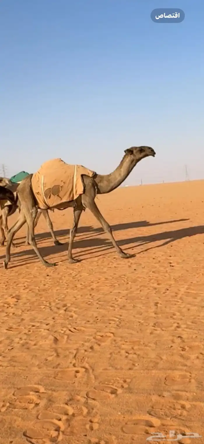 قعود دبياني اصفر 2