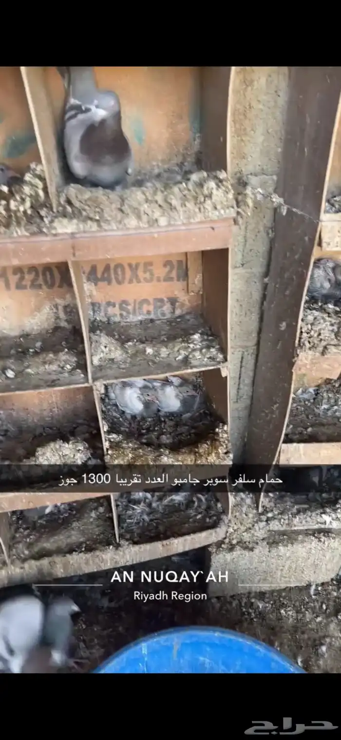 حمام سلفر سوبر جامبو 10