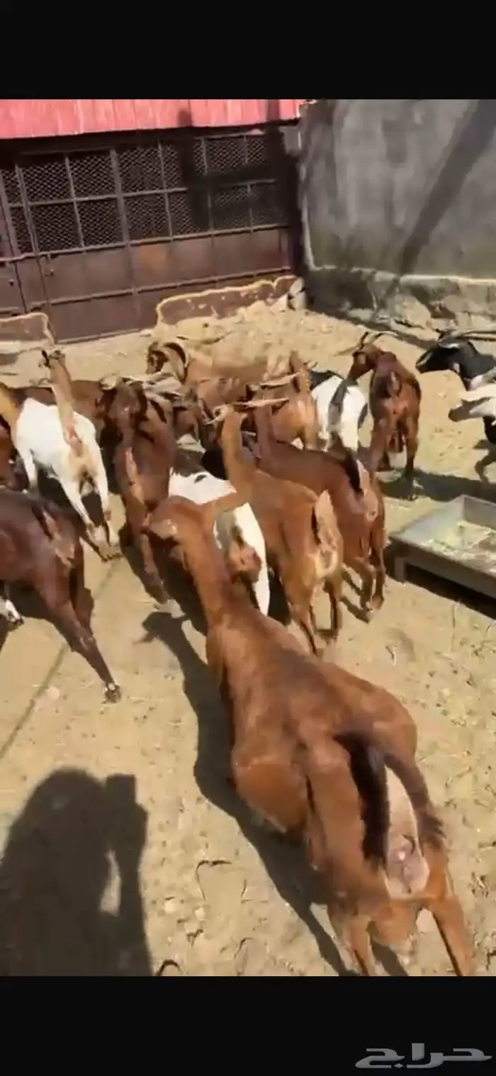 ماعز دهم دفيع مبينه 0