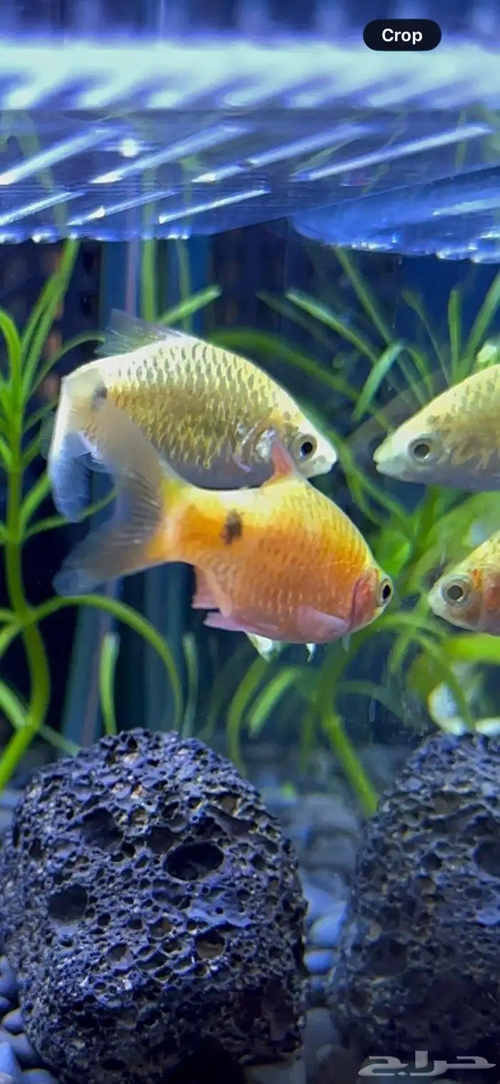 زوج سمكة Rosy Barb 2