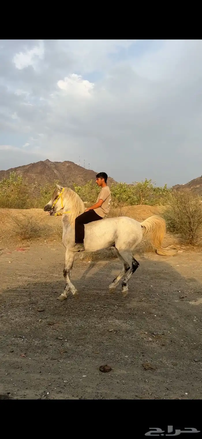 حصان شعبي فاخر 0