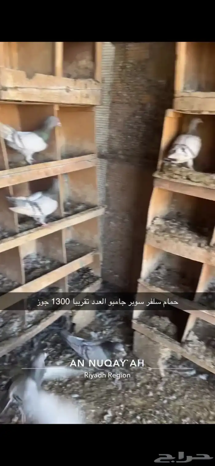 حمام سلفر سوبر جامبو 7