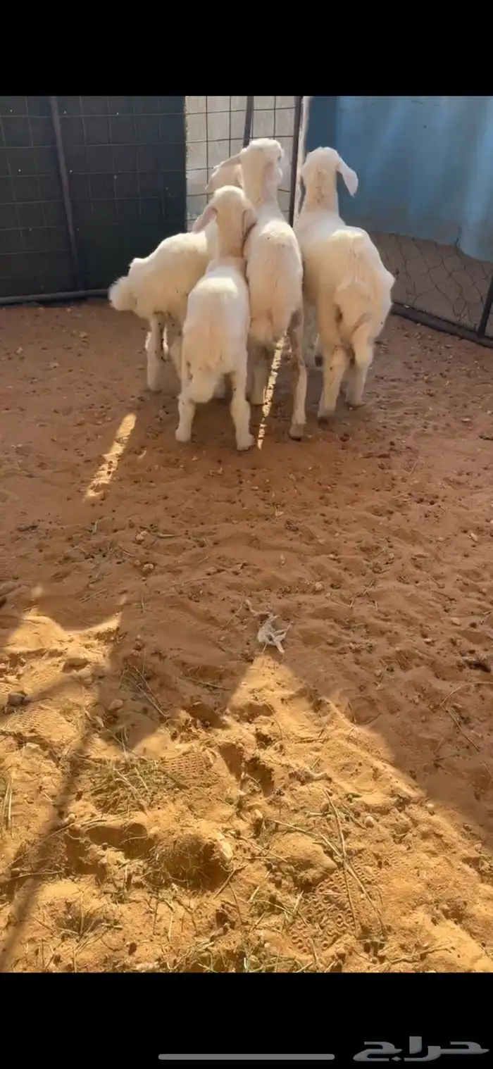 بهم هرافا حريات سمان عمارها شهرين الا شهرين ونص 1