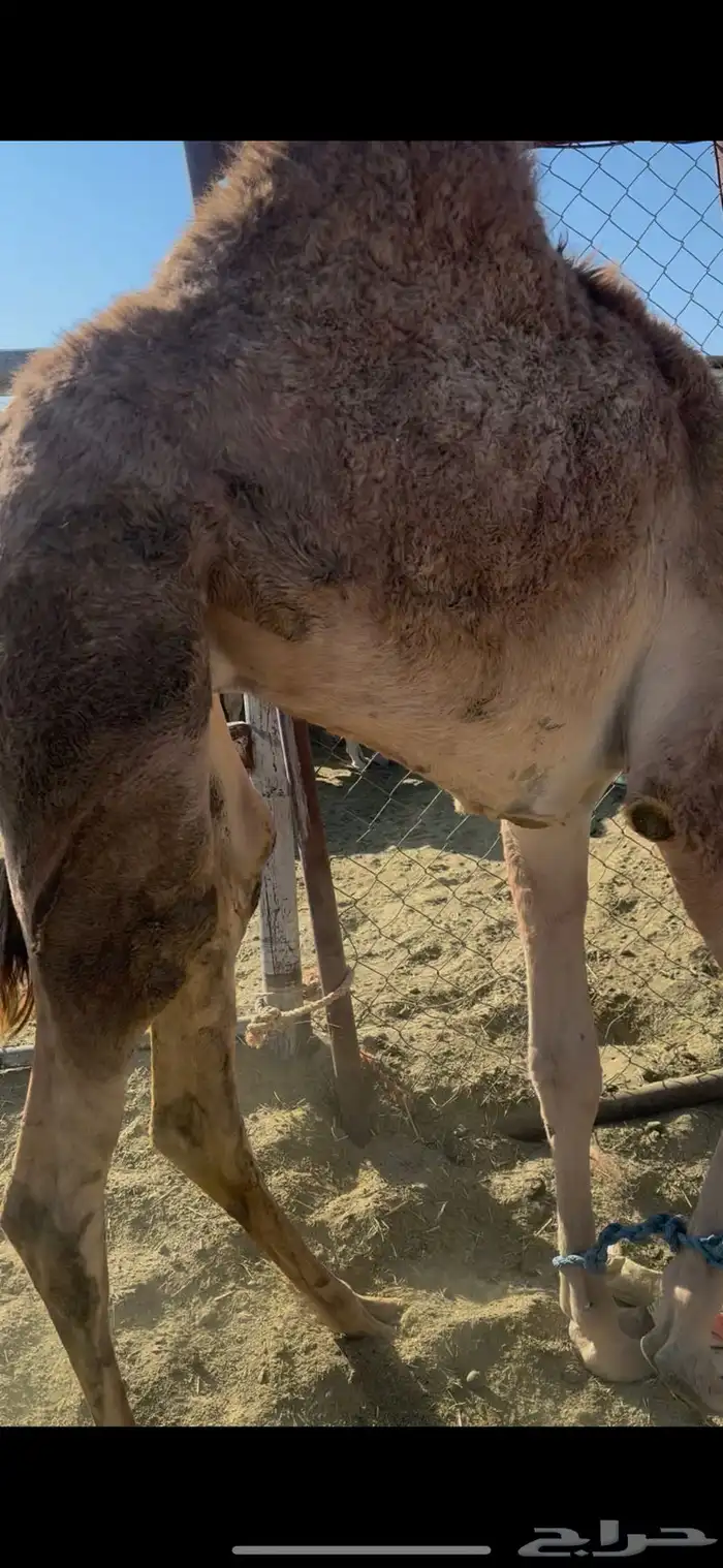 بكره بلدي فل 2