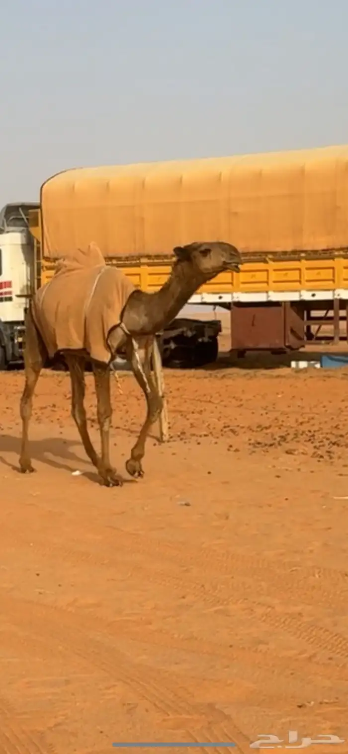 قعود دبياني اصفر 3