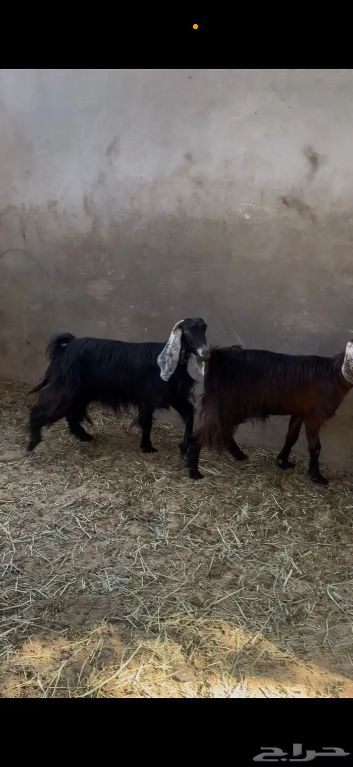 معز عوارض دفيع 2