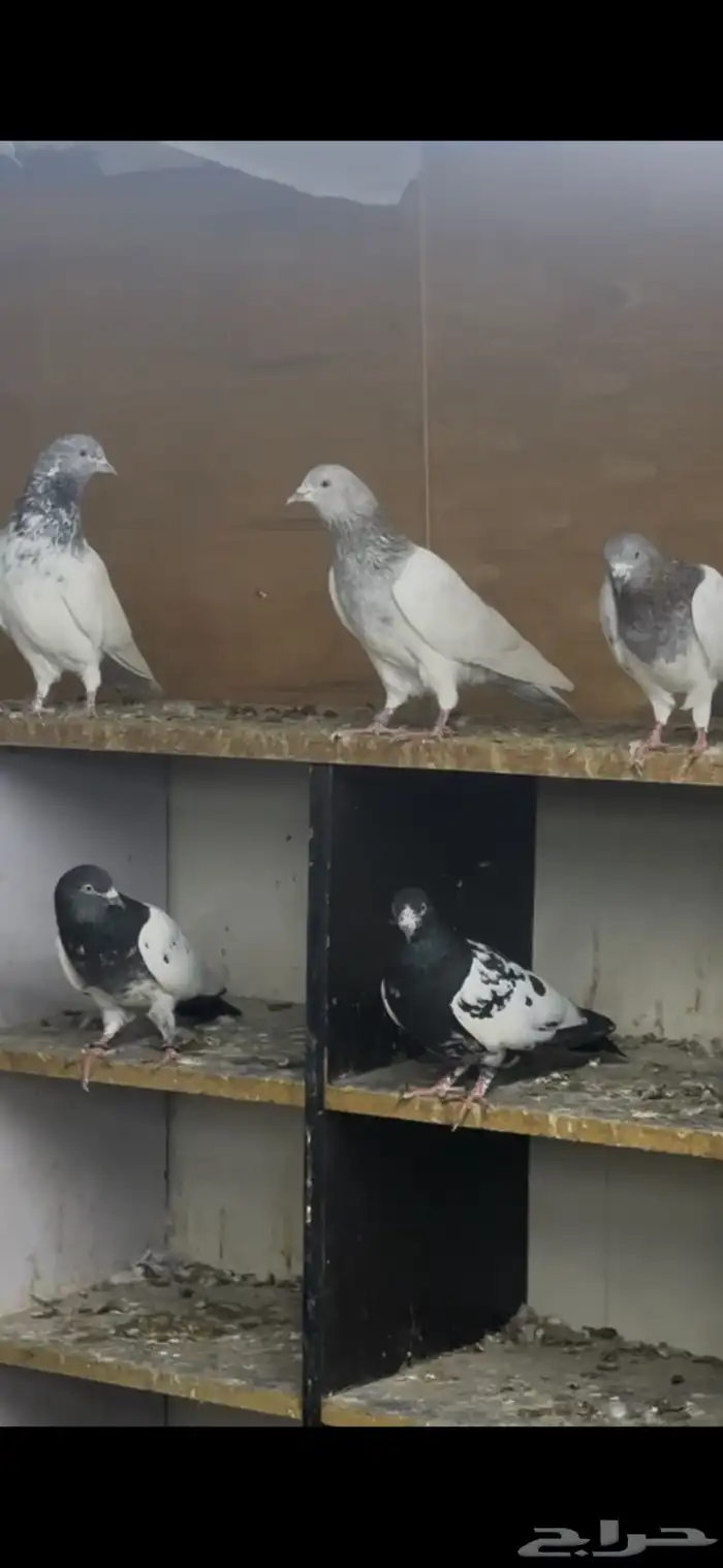 حمام باكستاني 12