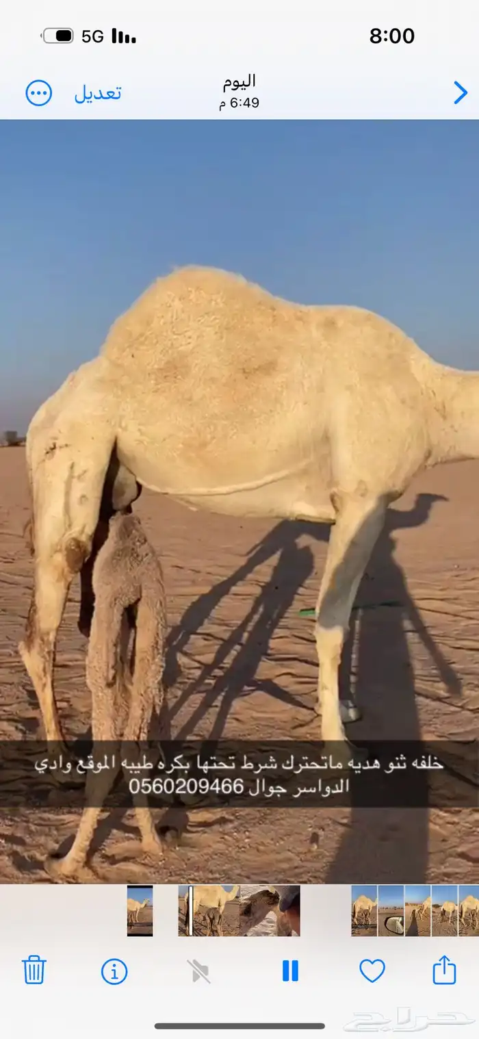 خلفه ثنو هديه وحليب وديد طيب وتحتها بكره طيبه 1