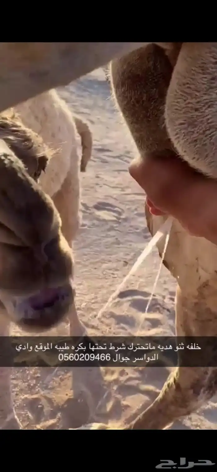 خلفه ثنو هديه وحليب وديد طيب وتحتها بكره طيبه 4