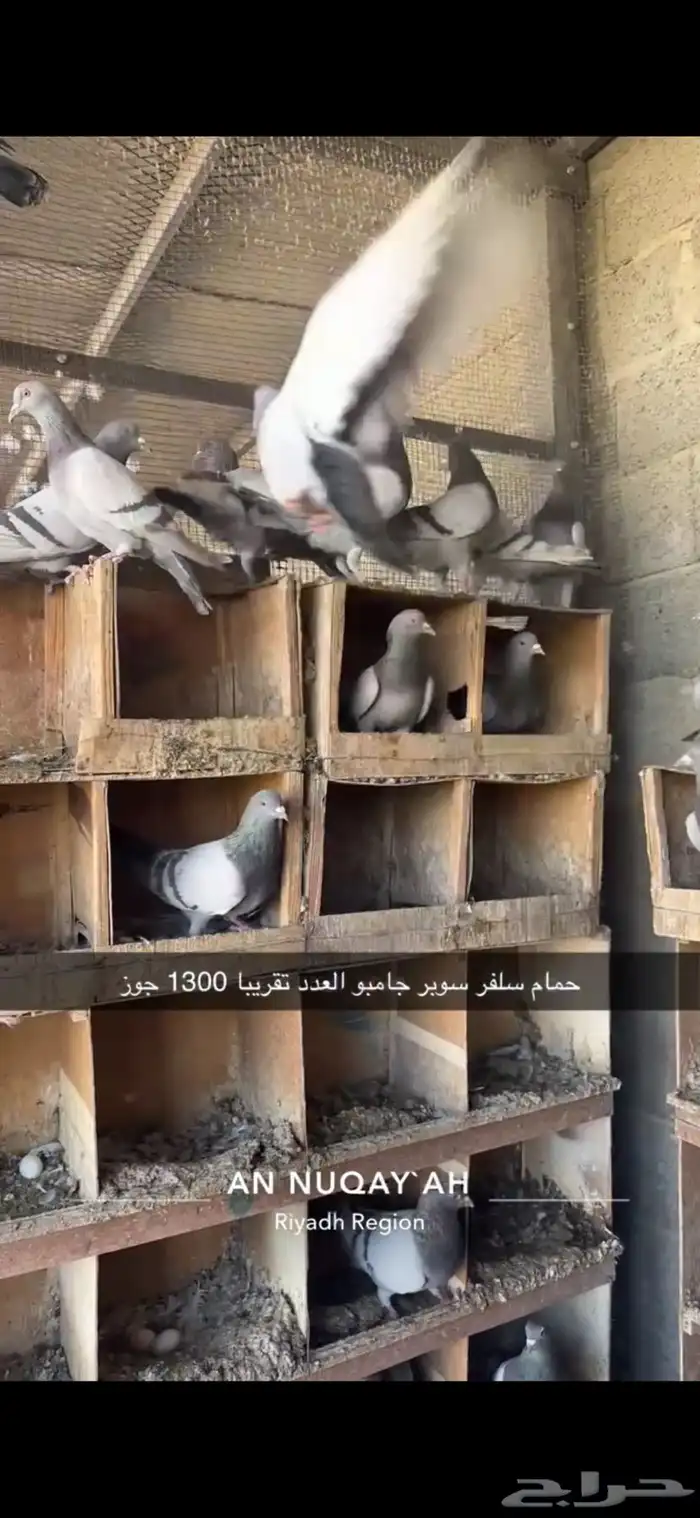 حمام سلفر سوبر جامبو 4