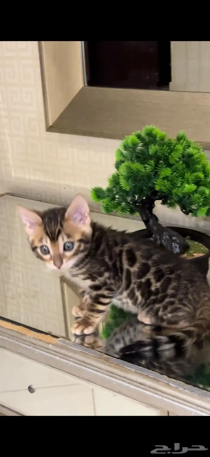 قطط بنغال مستويات جبارة للبيع ماشاء الله 14