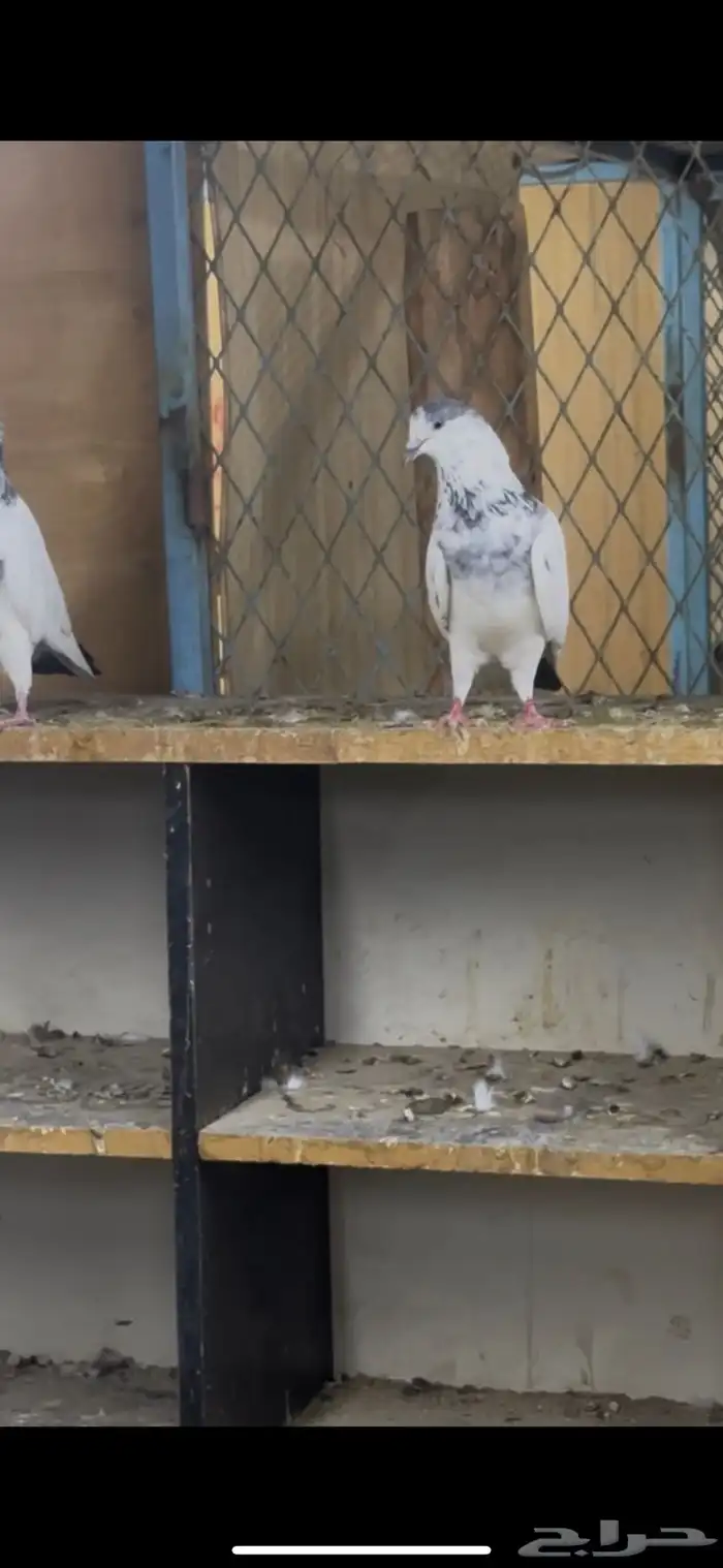 حمام باكستاني 8