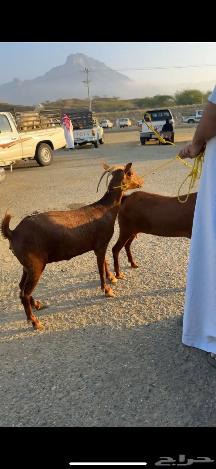 معزا للبيع 0