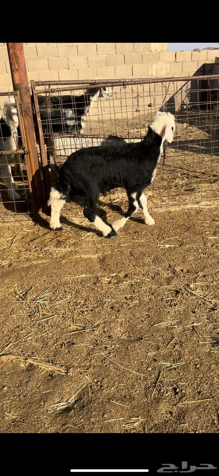 داغور نجدي 2