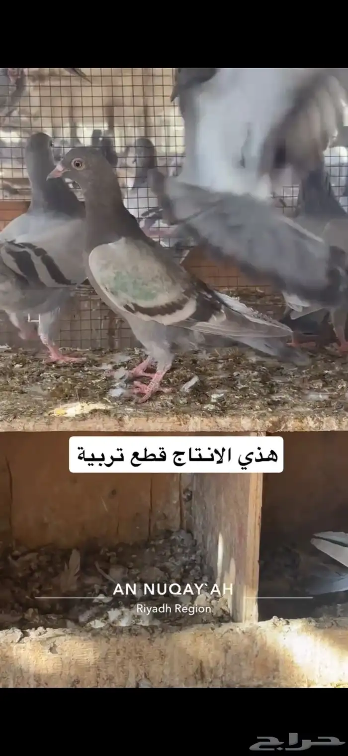 حمام سلفر سوبر جامبو 19