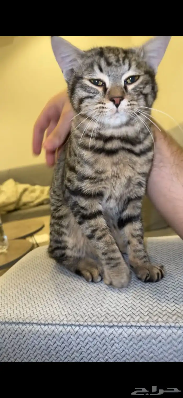 قط للتبني المستعجل 0