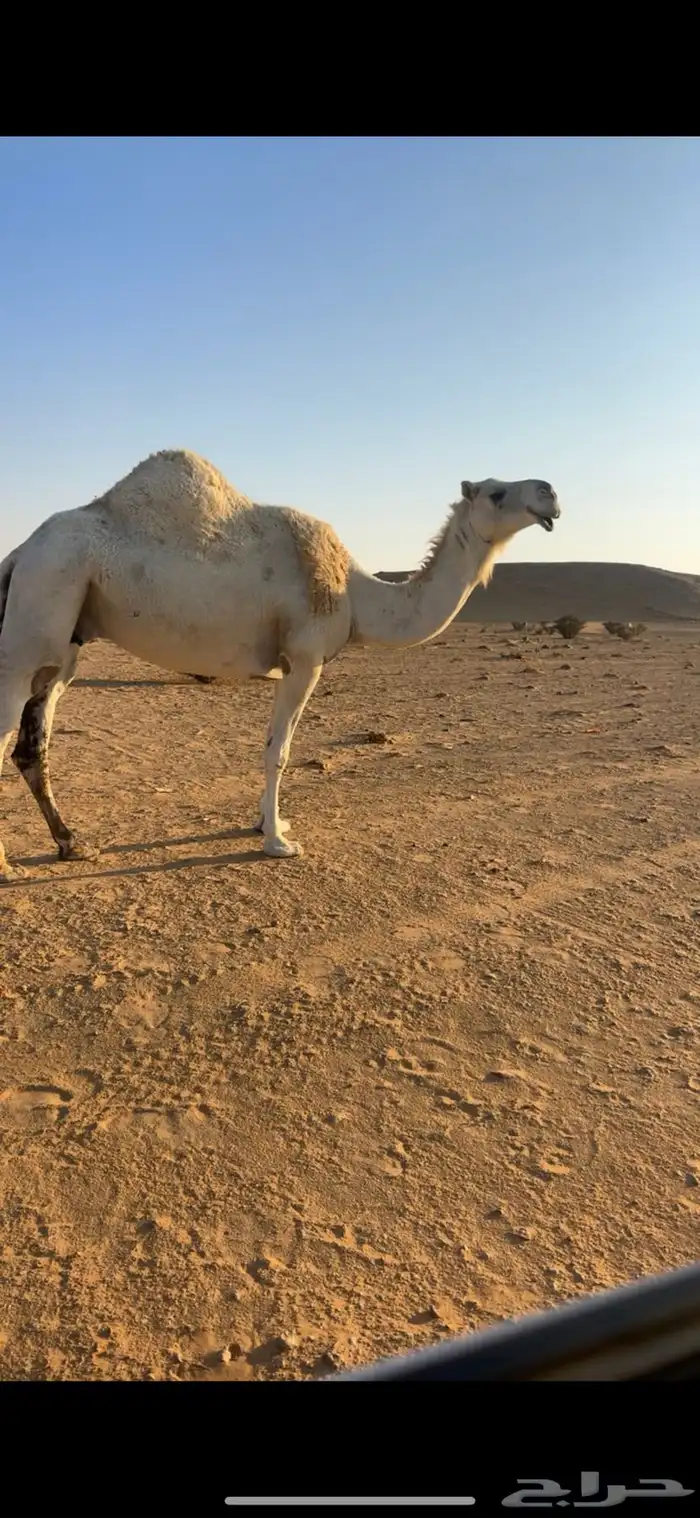 ناقه معشر بثانيها لها شهر فالعشار 0