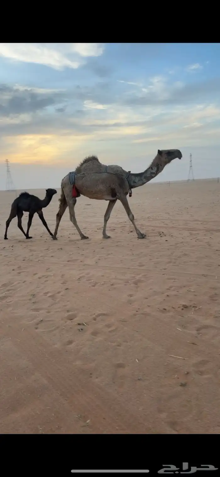 قعود دبياني اصفر 7