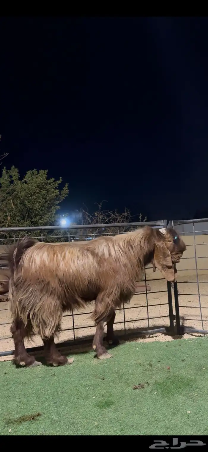 تيس فحل منتج قبرصي فاخر 2