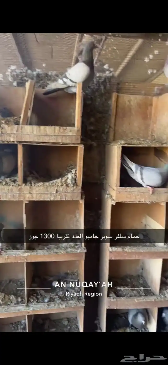 حمام سلفر سوبر جامبو 5