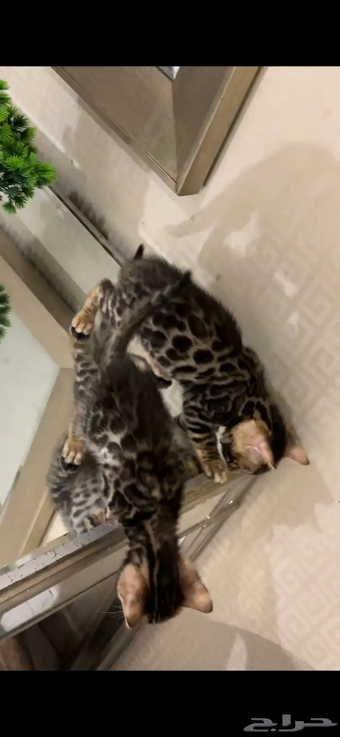 قطط بنغال مستويات جبارة للبيع ماشاء الله 21