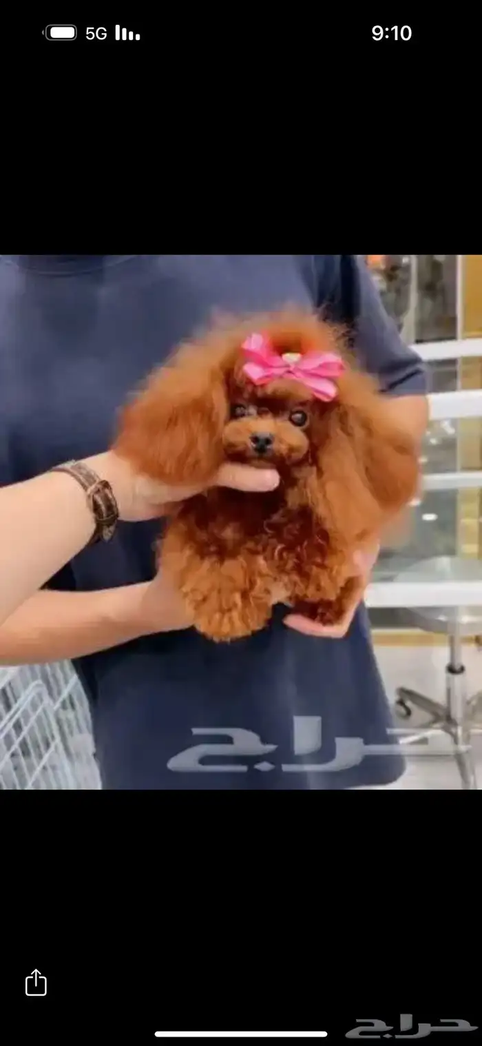 بودل الصيني 0