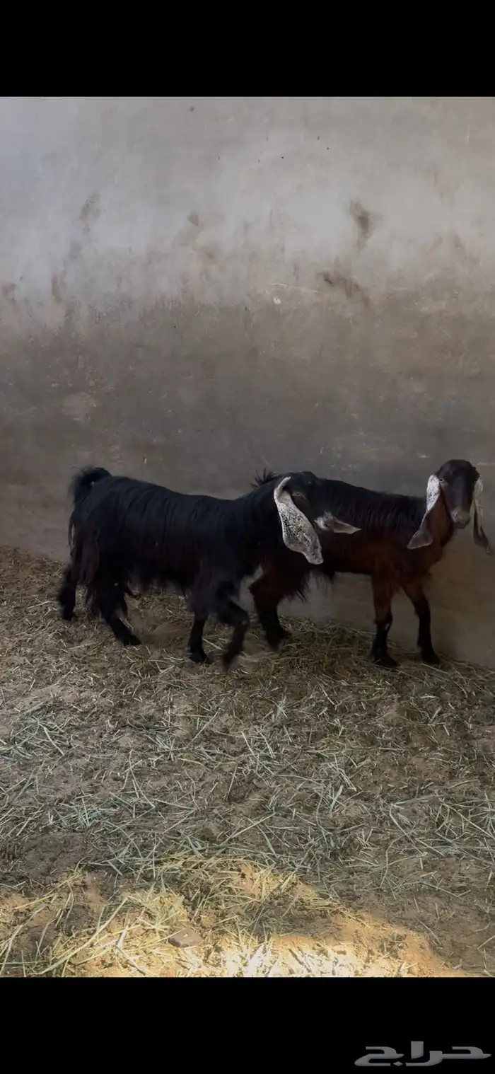 معز عوارض دفيع 0